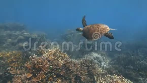 蓝枝珊瑚礁和其他珊瑚礁视频的预览图