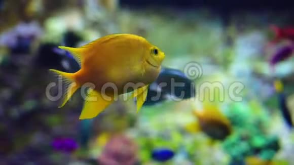 水族馆或海洋馆鱼缸珊瑚礁动物视频的预览图