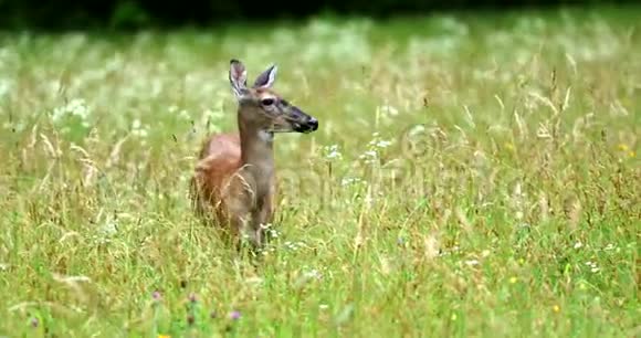 草地上美丽的鹿的肖像鹿在跑视频的预览图