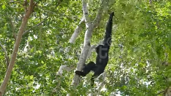 敏捷的长臂猿在树枝上摆动视频的预览图