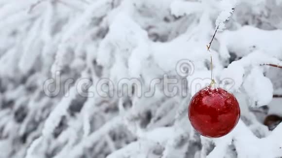 红色的圣诞球挂在冬天森林里的雪枝上视频的预览图