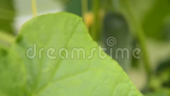 黄瓜植物和蔬菜准备采摘视频的预览图
