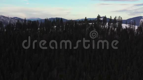 从云层的高度俯瞰蓝天俯瞰雪山和山坡上的针叶林景观视频的预览图