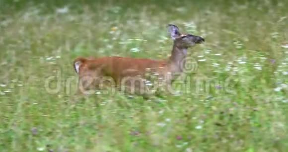 草地上美丽的鹿的肖像鹿在跑视频的预览图