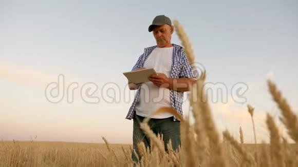 农民带着平板电脑在麦田工作有平板电脑的商人评估谷物收获收获谷物业务视频的预览图