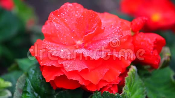 红花雨滴天光视频的预览图