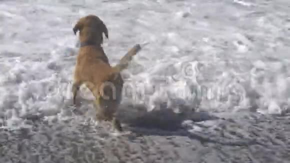 棕色拉布拉多犬在海边玩耍视频的预览图