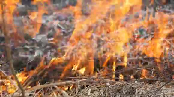 自然界中自发的火燃烧的草森林树木灌木丛巨大的被烧毁的土地面积视频的预览图