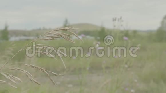 黄耳在绿茵场上随风飘荡视频的预览图