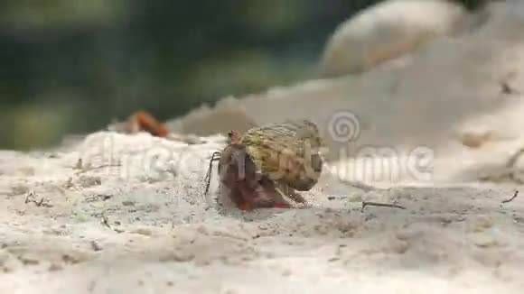 隐蟹行走视频的预览图
