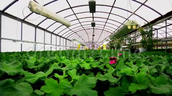 花卉温室种植观赏和花卉进行景观设计和赠送盆栽的绿色植物多利射击视频的预览图