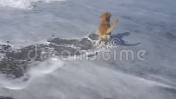 棕色拉布拉多犬在海边玩耍视频的预览图