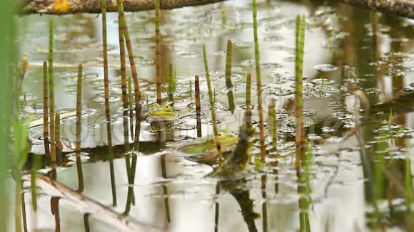池塘里的青蛙视频的预览图
