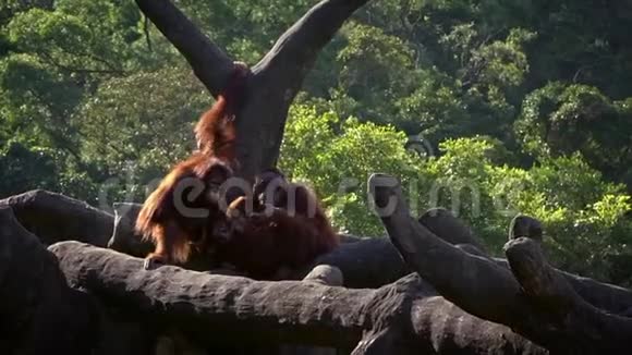 妈妈和小在森林里成年猩猩照顾幼崽视频的预览图
