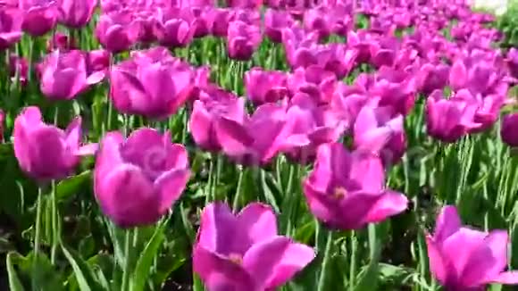 鲜艳的粉红色郁金香花视频的预览图