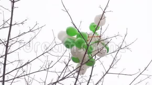 绿色和白色的气球粘在树枝上视频的预览图