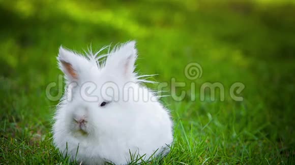 户外白兔视频视频的预览图