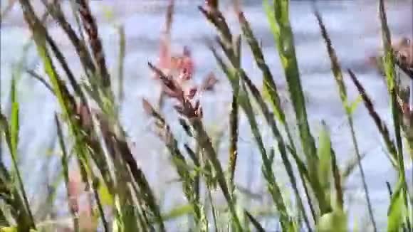 河前的草叶视频的预览图