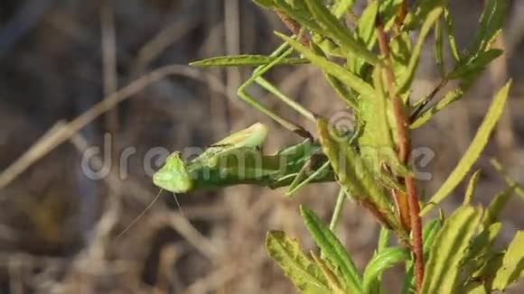 普通螳螂或Santateresa螳螂religiosa正坐在一根带绿叶的树枝上清洁他的爪子视频的预览图