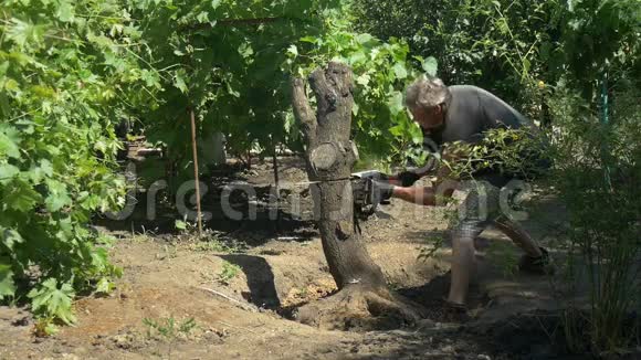 园丁用电锯在葡萄树附近砍树慢动作视频的预览图
