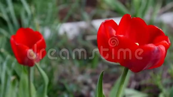 田野里的红色郁金香4k高清电视视频的预览图