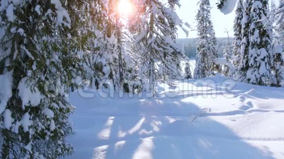 雪重下弯云杉视频的预览图