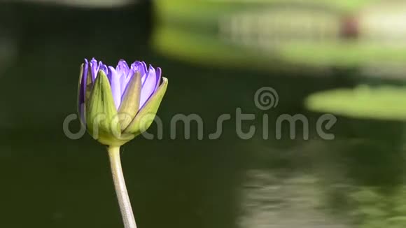 紫花中镜头视频的预览图