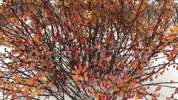 雪中有红色浆果的小灌木视频的预览图