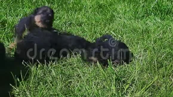 特写八只黑色小德国牧羊犬视频的预览图