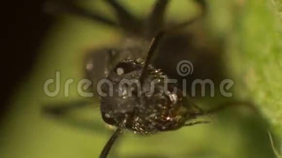 蝼蚁面对树叶的宏观视角视频的预览图