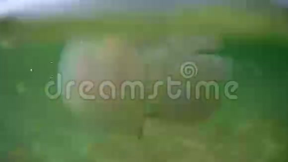 水母根瘤在黑海海底游泳乌克兰视频的预览图
