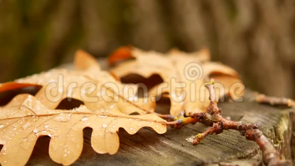 橡树叶在树桩上片上的露珠秋林视频的预览图