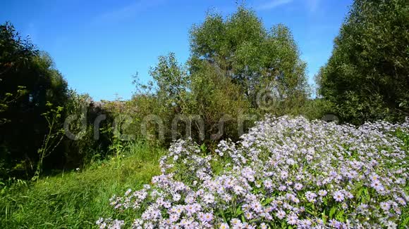森林边缘的蓝色花朵视频的预览图