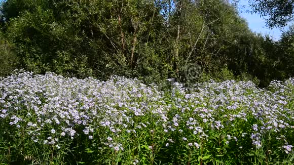 森林边缘的蓝色花朵视频的预览图