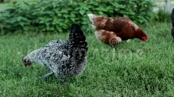 鸡在农场的草地上吃草养鸡业鸟场视频的预览图