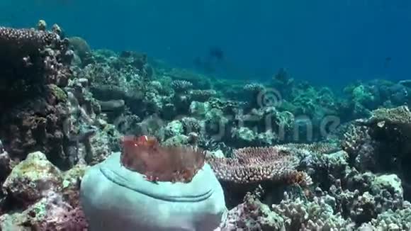 白色海葵中的小丑鱼视频的预览图