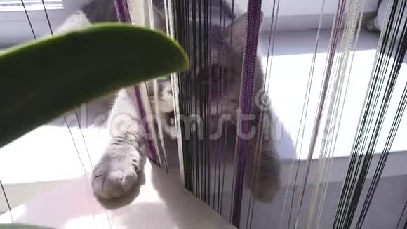 好斗的猫想咬操作者视频的预览图