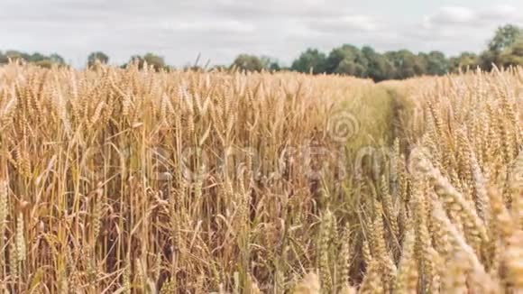 干燥的金色麦穗在田间轻微的缓慢运动视频的预览图