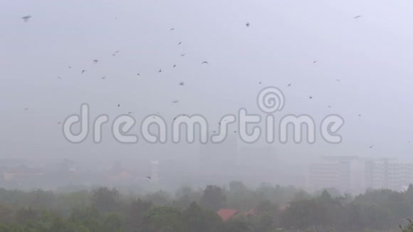 丛林中的热带雨燕子和鸟儿在雨中飞翔视频的预览图
