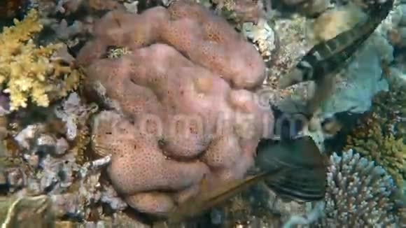 热带鱼以红海的珊瑚礁为食视频的预览图