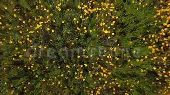 黄色雏菊视频的预览图
