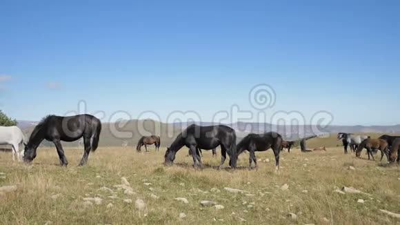 一群马在高山牧场放牧阳光明媚的日子里成年马驹的羊群视频的预览图