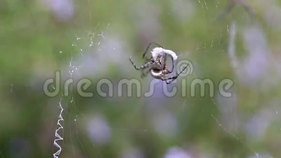 蜘蛛和苍蝇一起被击落第二部分蜘蛛紧紧地缠着苍蝇视频的预览图