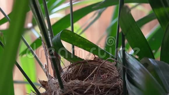 饥饿的小鸟坐在巢里小雀巢呼唤张开嘴的食物视频的预览图