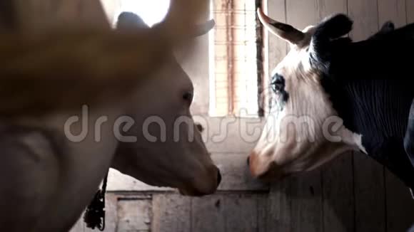 奶牛站在牛奶场的谷仓里挤奶在牛棚里挤奶视频的预览图