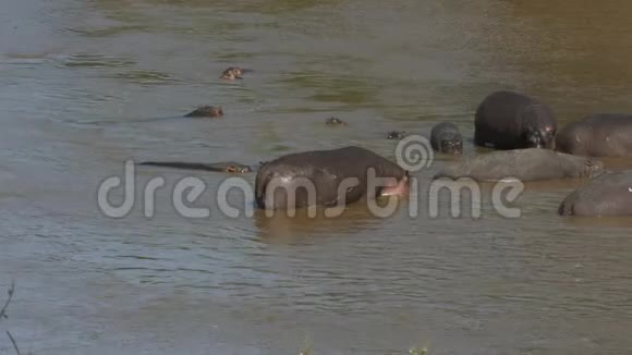 肯尼亚马赛马拉狩猎保护区马拉河中的一群河马视频的预览图