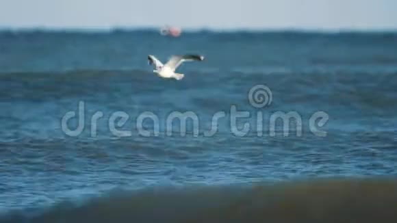 海鸥鸟在波浪状的海水上猎鱼视频的预览图