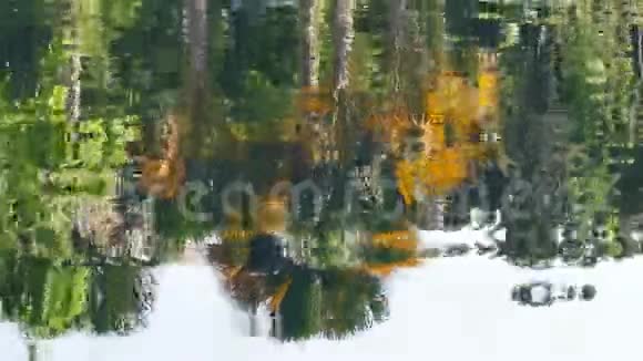 反射水背景树4k视频的预览图