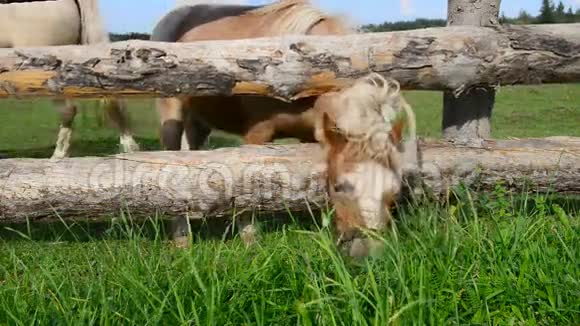一匹小小的小马穿过草地视频的预览图