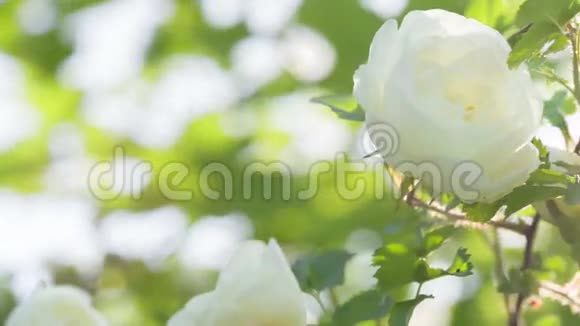 白梗玫瑰花在灌木丛上视频的预览图